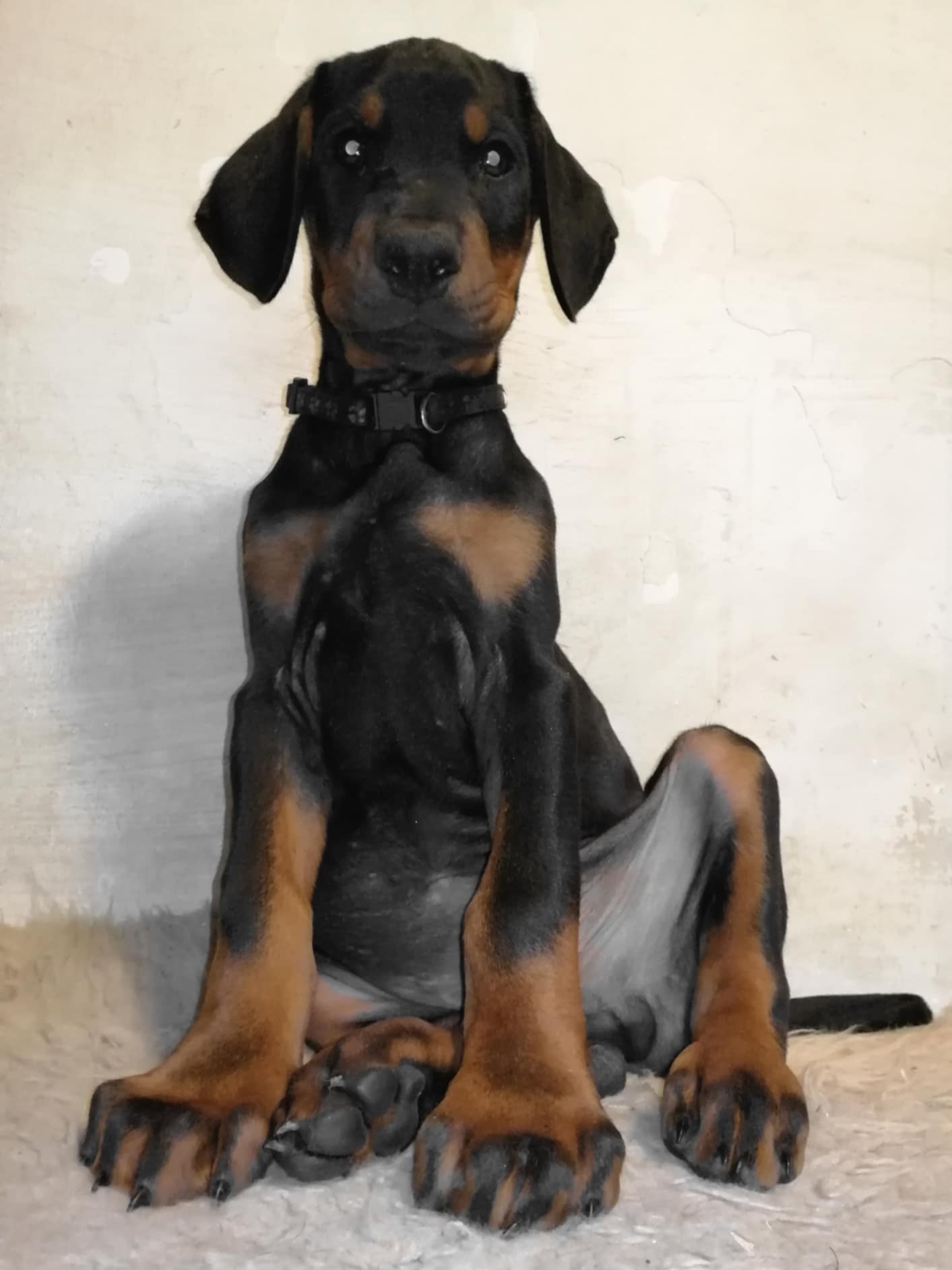 Doberman