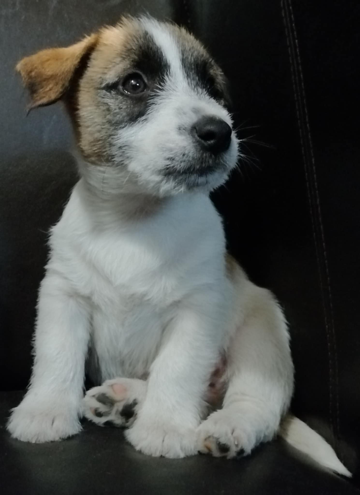 Jack-Russel